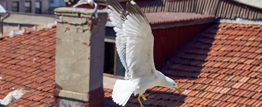 Residential Chimney Animal Removal Solution in Williston, ND