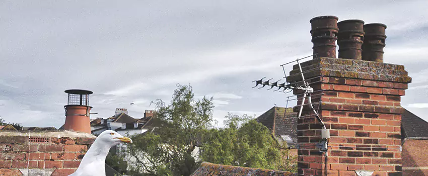 Chimney Cleaning And Restoration in Williston, North Dakota